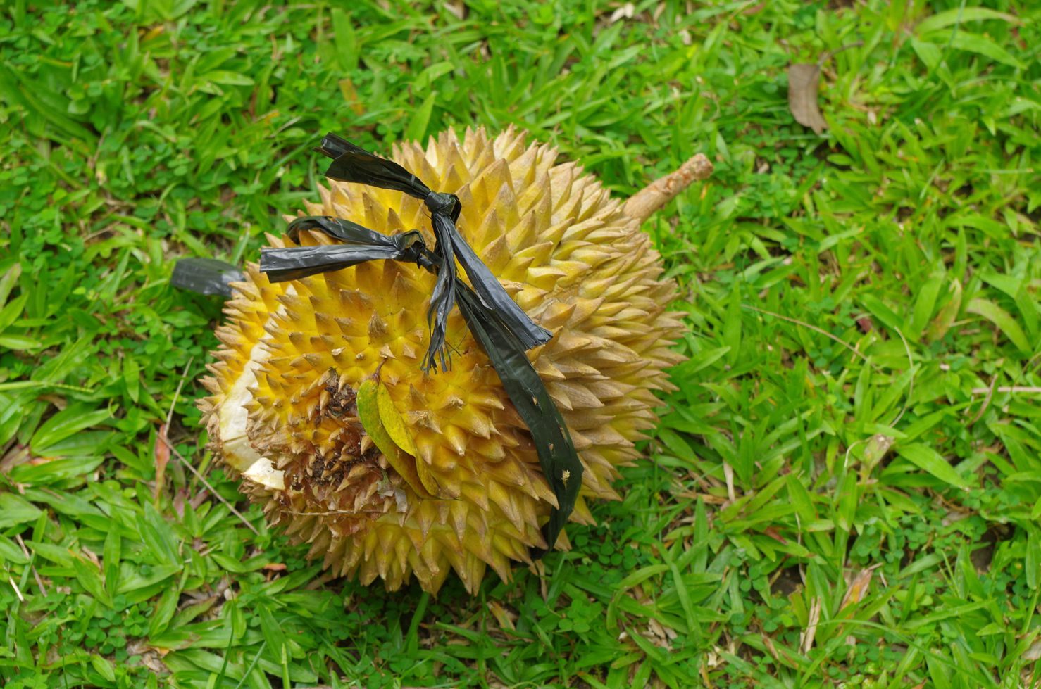 durián 2