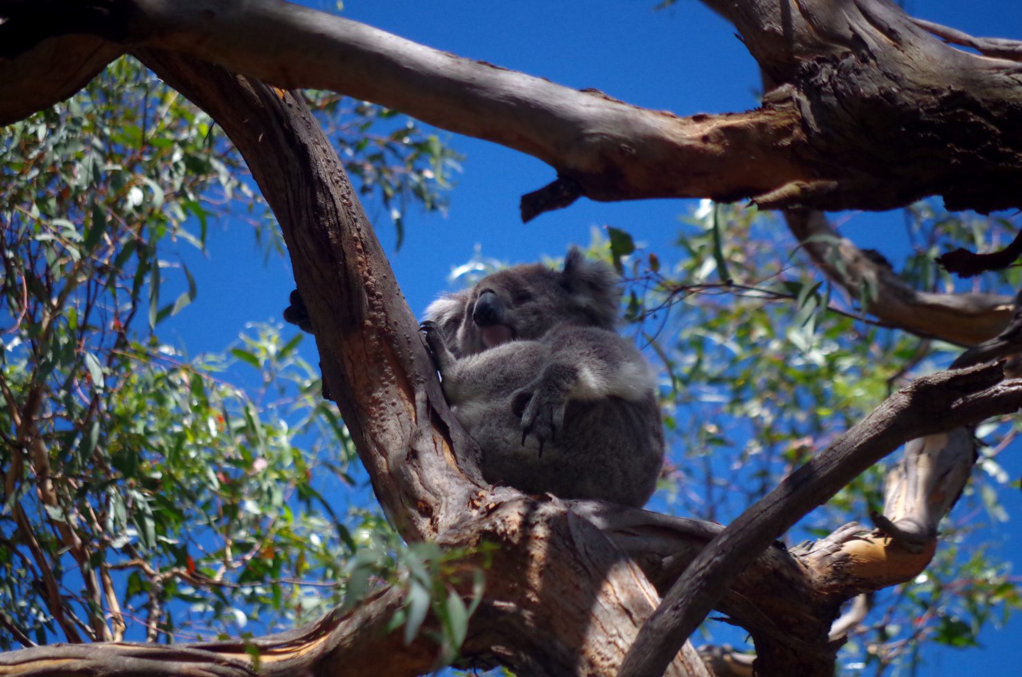 koala lenéz