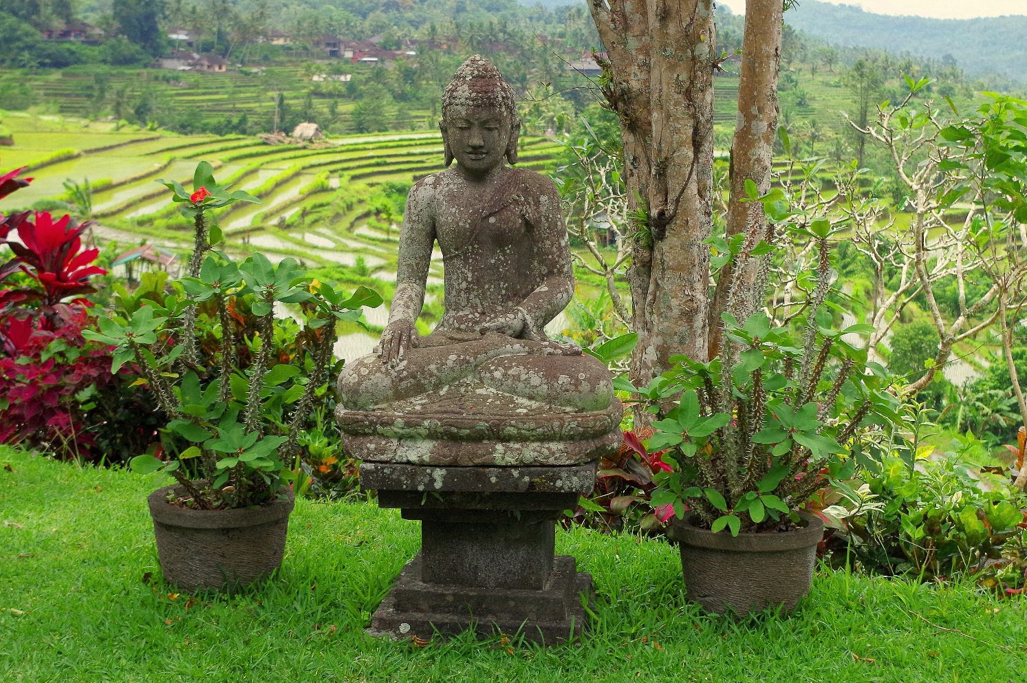 buddha peace